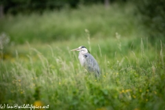 Grey Heron in Field Side View