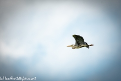 Grey Heron in Flight Side View