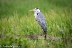 Grey Heron on Fence Side View