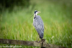 Grey Heron on Fence Back View