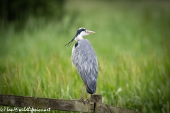 Grey Heron on Fence Back View