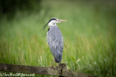 Grey Heron on Fence Back View