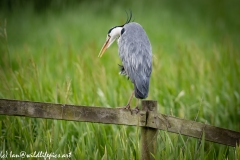 Grey Heron on Fence Back View