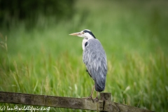 Grey Heron on Fence Back View