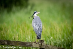 Grey Heron on Fence Back View