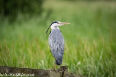 Grey Heron on Fence Back View