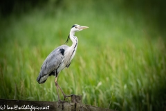 Grey Heron on Fence Side View