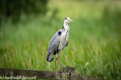 Grey Heron on Fence Front View