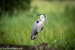 Grey Heron on Fence Front View