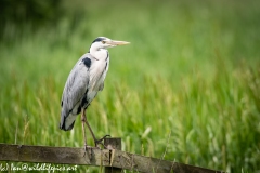 Grey Heron on Fence Side View