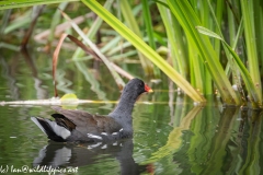 Moorhen on River Side View