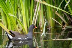 Moorhen on River Side View