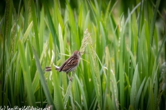 Female Reed Bunting with food Back View