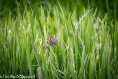 Female Reed Bunting with food in Flight Back View