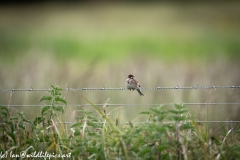 Female Reed Bunting on Wire Front View