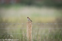 Female Reed Bunting on Post Front View