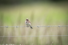 Female Reed Bunting on Wire with Food Front View