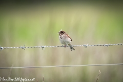 Female Reed Bunting on Wire with Food Front View