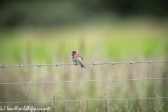 Female Reed Bunting on Wire with Food Front View