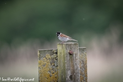 Male Reed Bunting on Post Side View