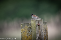 Male Reed Bunting on Post Side View