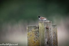 Male Reed Bunting on Post Side View