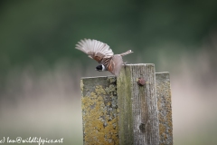 Male Reed Bunting in Flight