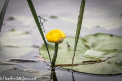 Lilly pad Flower and Damsel Flies