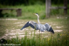 Grey Heron on Path Open Wings Back View