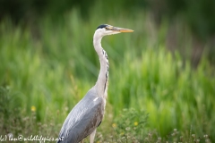 Grey Heron on Path Side View