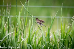 Female Reed Bunting on Reed Back View