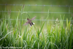 Female Reed Bunting in Flight Back View