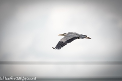 Grey Heron in Flight Side View