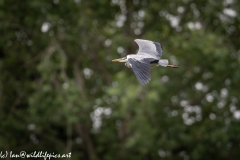 Grey Heron in Flight Side View