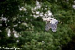 Grey Heron in Flight Side View