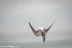 Tern in a Dive