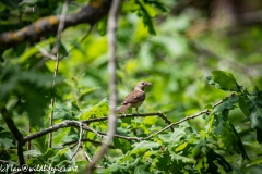 Reed Warbler on Branch Back View