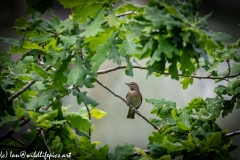 Reed Warbler on Branch Front View