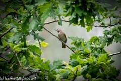 Reed Warbler on Branch Front View