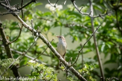 Sedge Warbler on Branch Front View