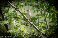 Sedge Warbler on Branch Front View