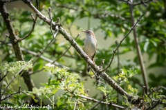 Sedge Warbler on Branch Front View