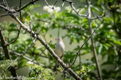 Sedge Warbler on Branch Front View