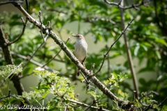 Sedge Warbler on Branch Front View