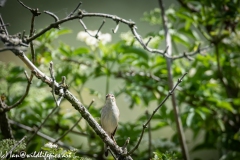 Sedge Warbler on Branch Front View