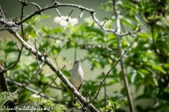 Sedge Warbler on Branch Front View