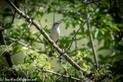 Sedge Warbler on Branch Front View