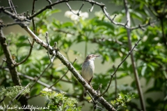 Sedge Warbler on Branch Front View