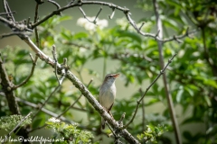 Sedge Warbler on Branch Front View