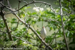 Sedge Warbler on Branch Front View